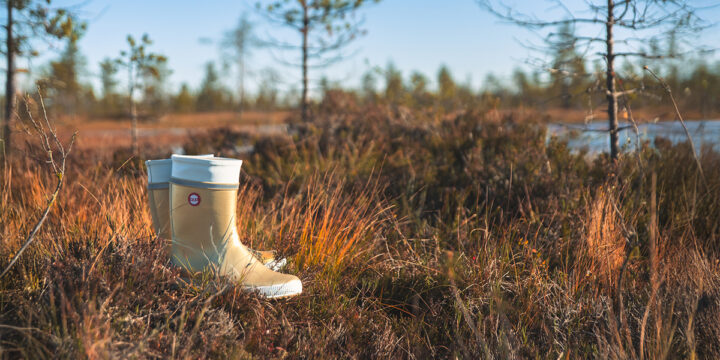 Kultaiset HAI Shiny -kumisaappaat syksyisellä suolla Saapaspäivänä